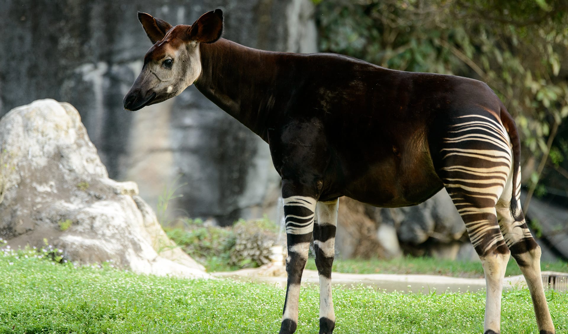 Okapi facts, distribution & population BioDB
